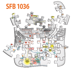 SFB 1036 logo